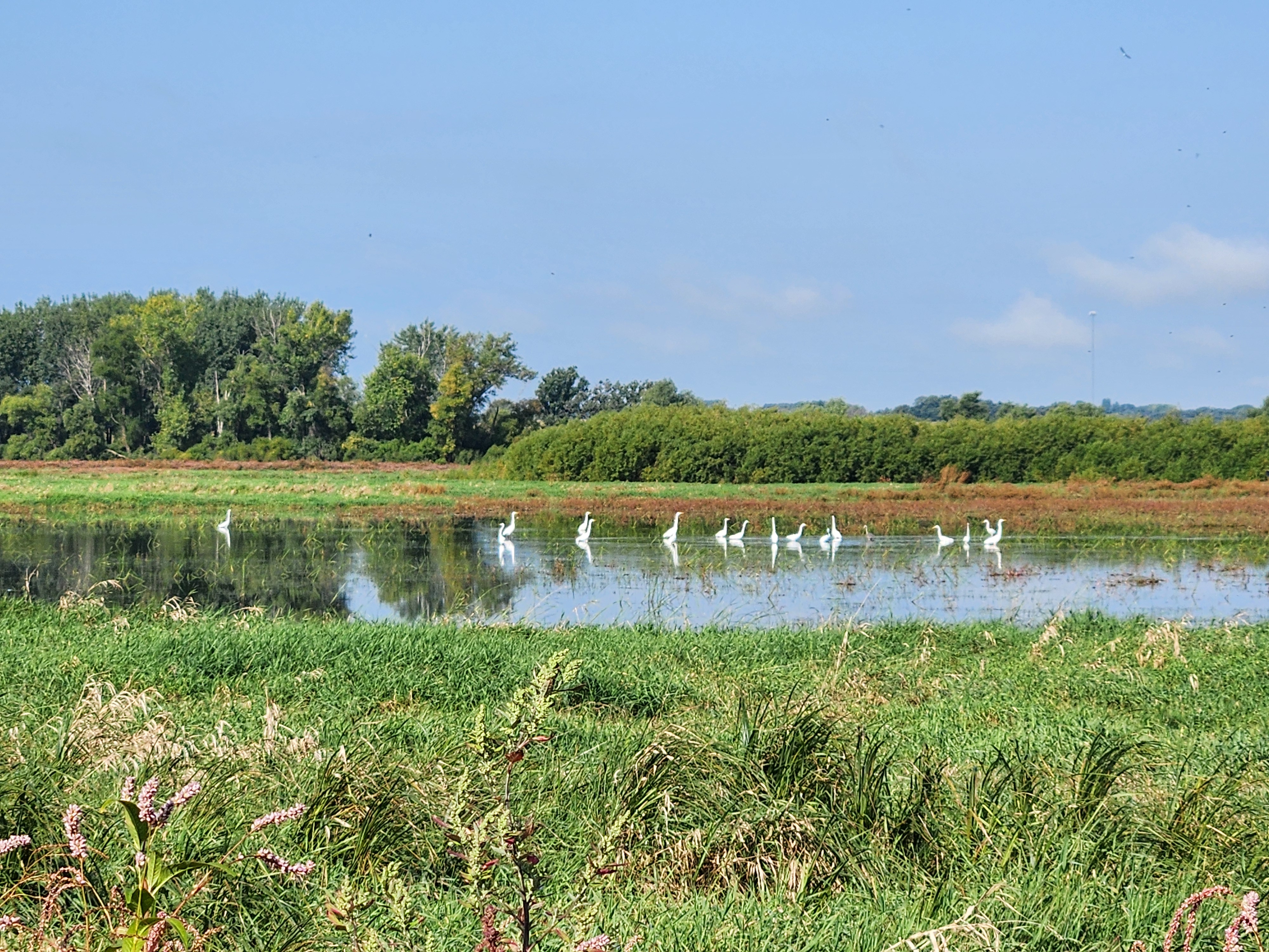 Shorebirds on a restored wetland at Panicum Prairie.
